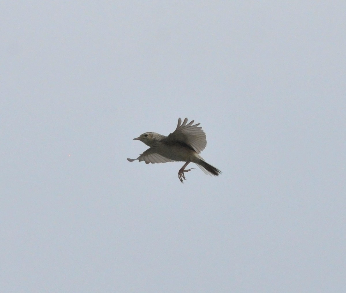 Sprague's Pipit - ML639821117