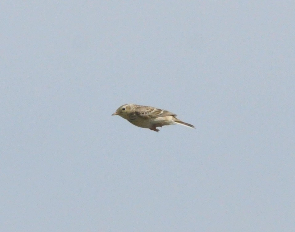 Sprague's Pipit - ML639821118