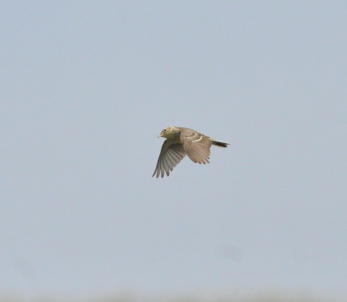 Sprague's Pipit - ML639821119