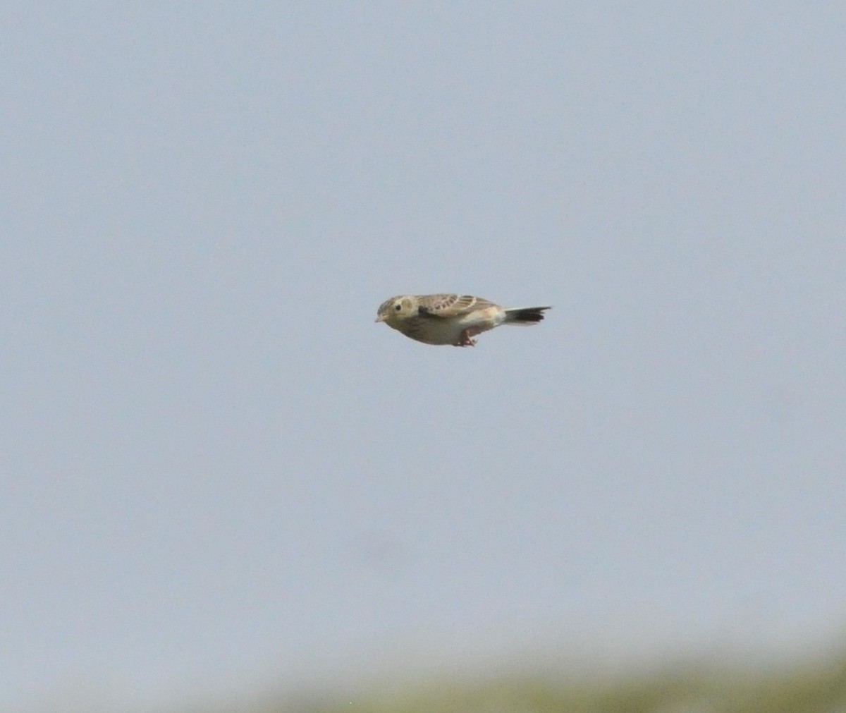Sprague's Pipit - ML639821120