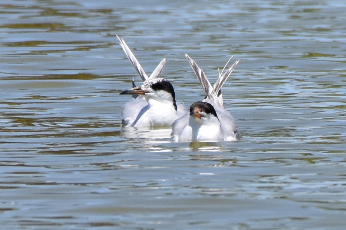 Forster's Tern - ML639821208