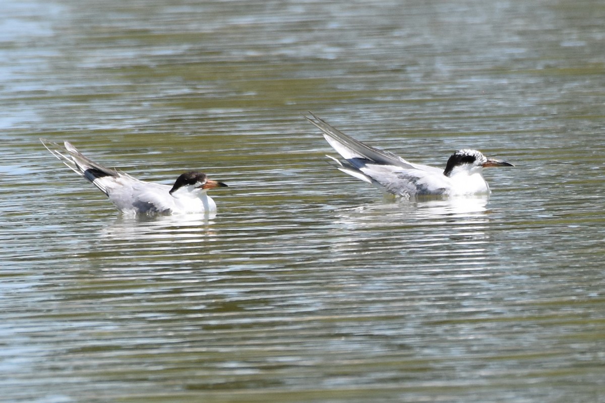 Forster's Tern - ML639821211