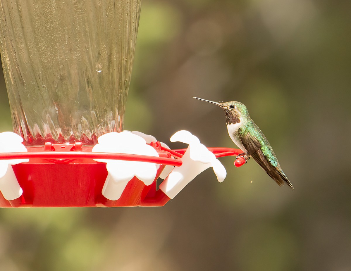 Broad-tailed Hummingbird - ML639821234
