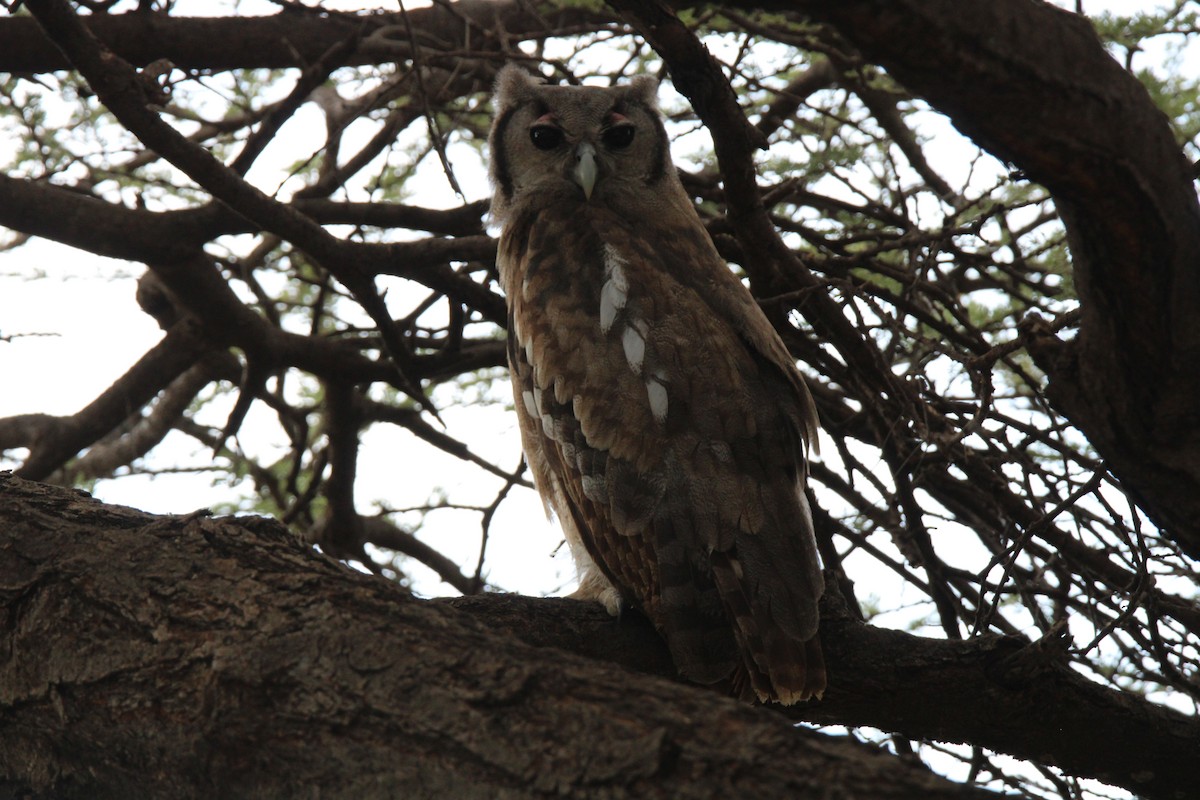 Verreaux's Eagle-Owl - ML639821240