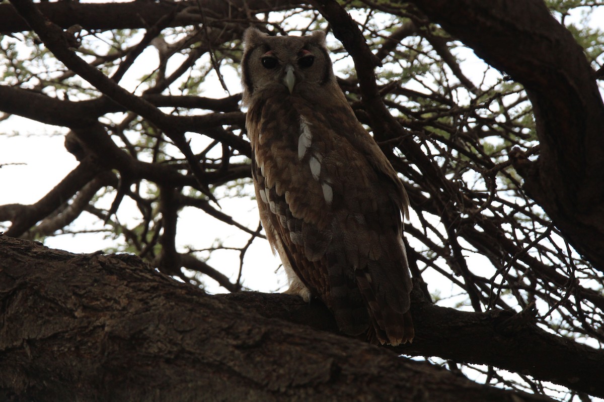 Verreaux's Eagle-Owl - ML639821241