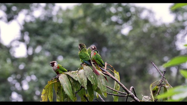 Gray-breasted Parakeet - ML639821244