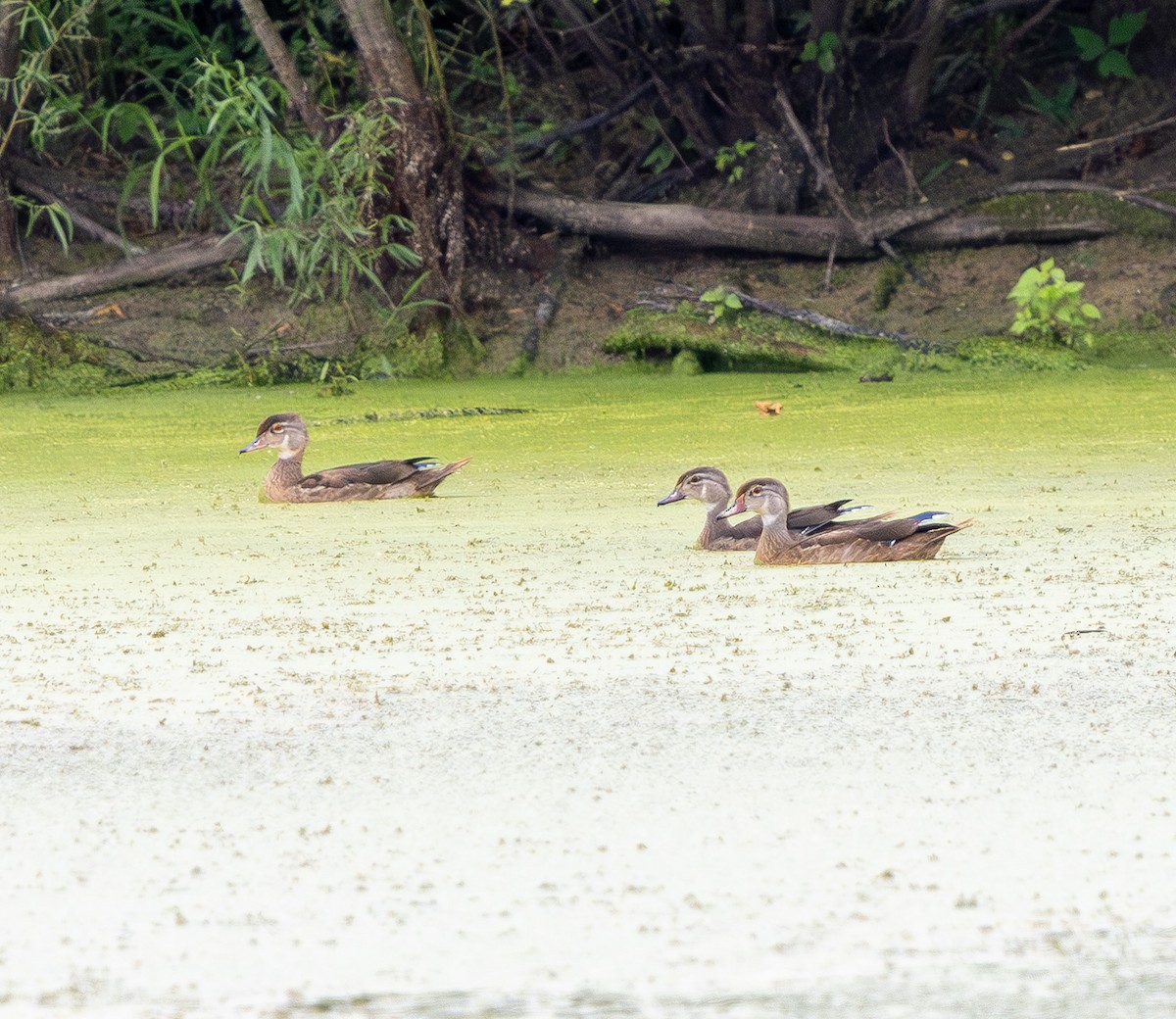 brudeand - ML639821266