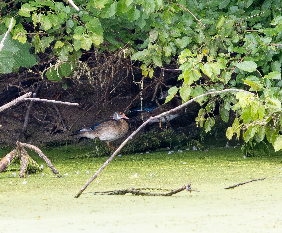 brudeand - ML639821268