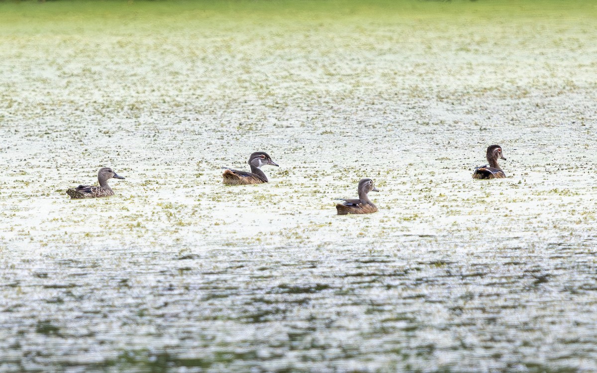 brudeand - ML639821273