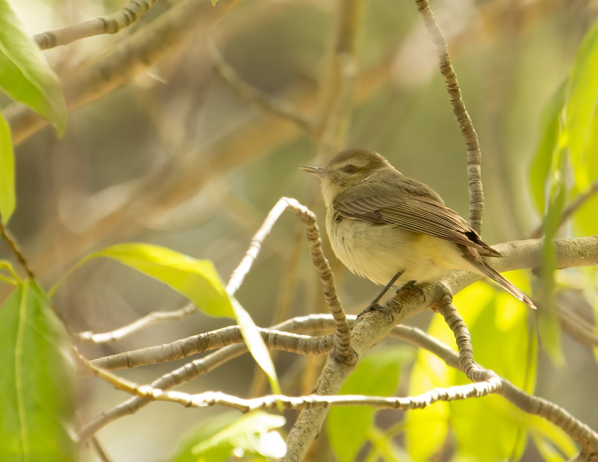 Western Warbling Vireo - ML639821288