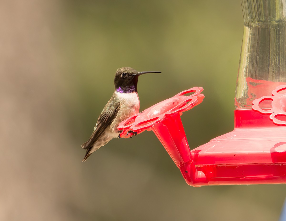 Black-chinned Hummingbird - ML639821382