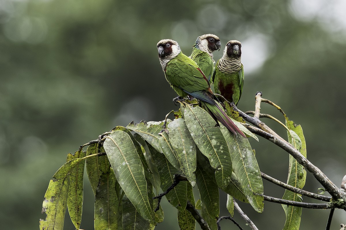 Gray-breasted Parakeet - ML639821390