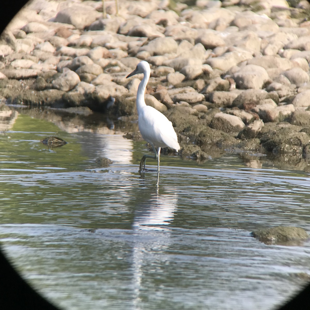 Little Blue Heron - ML639821435