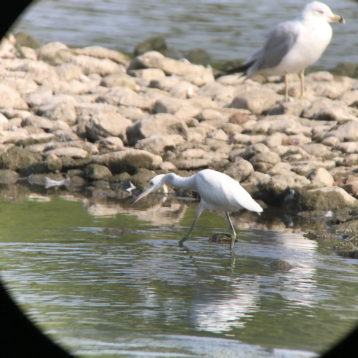 Little Blue Heron - ML639821436