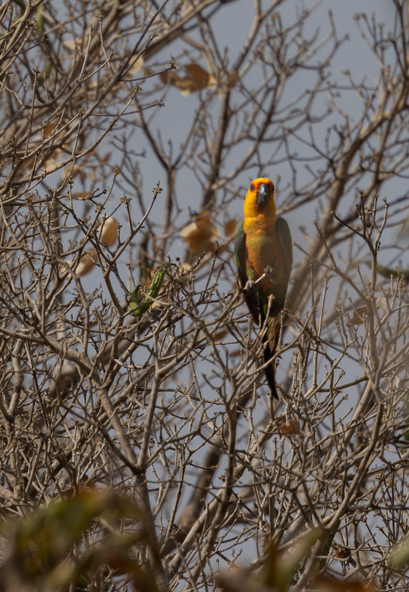 Jandaya Parakeet - ML639821439