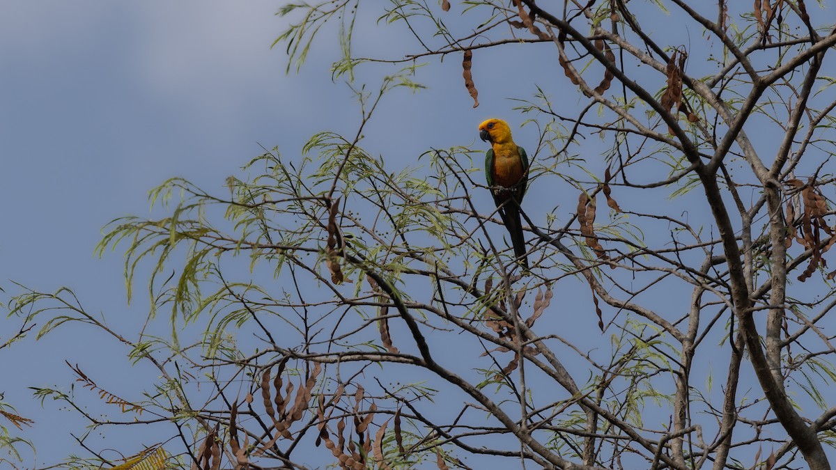 Jandaya Parakeet - ML639821440