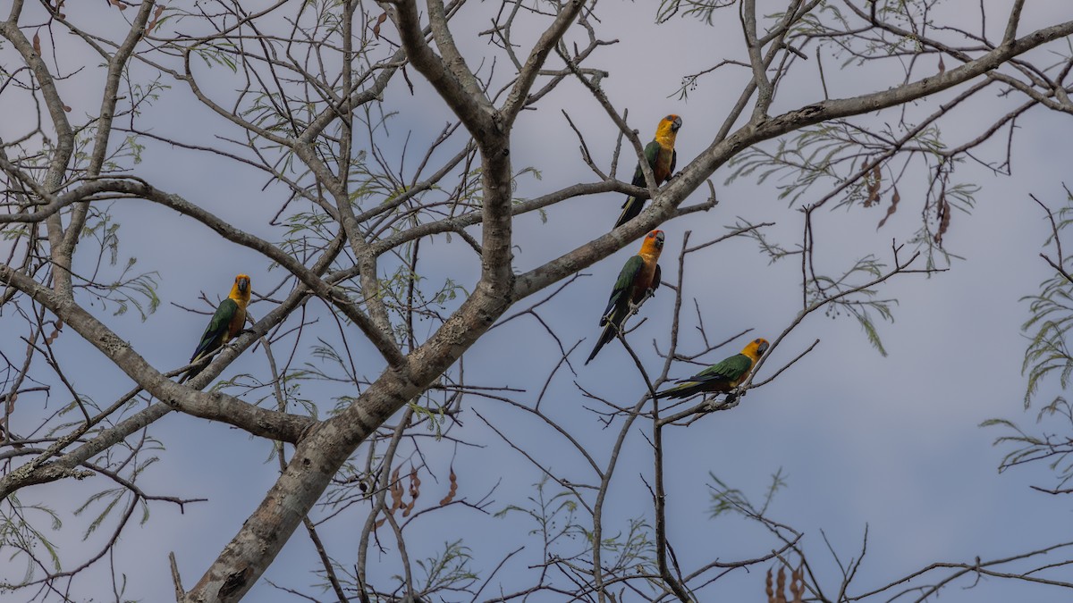 Jandaya Parakeet - ML639821442