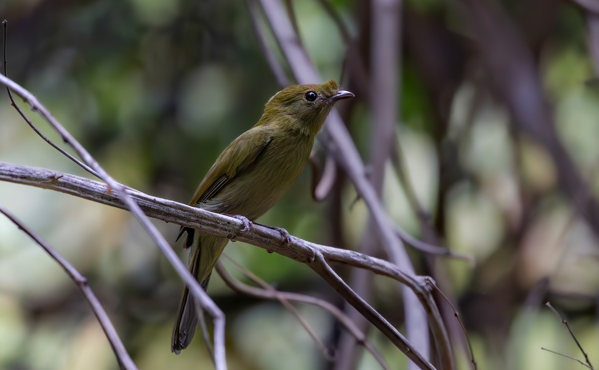 Helmeted Manakin - ML639821455