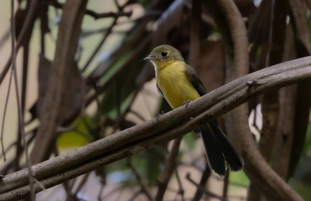 Black-tailed Flycatcher - ML639821459