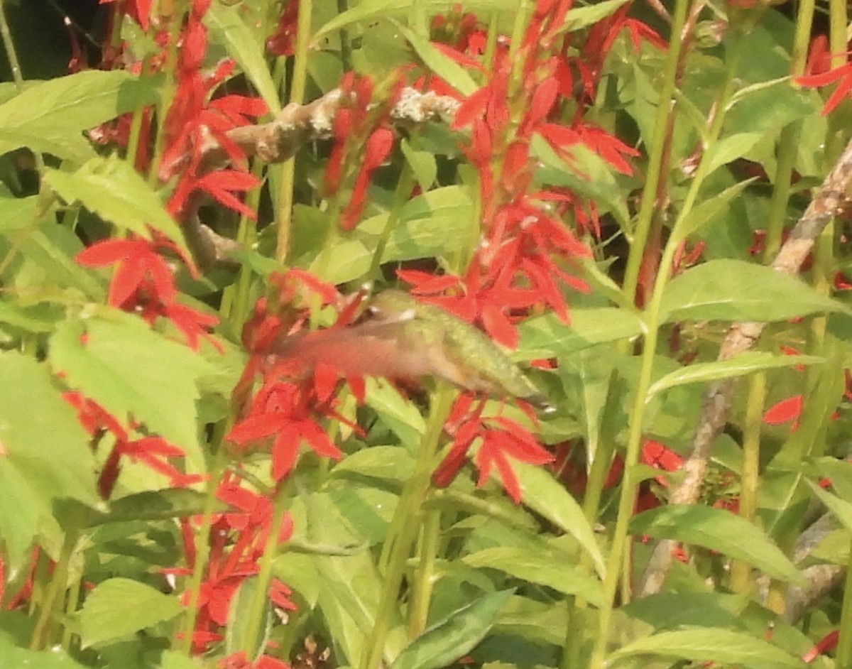 Colibrí Gorjirrubí - ML639821463