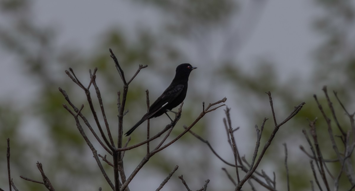 Caatinga Black-Tyrant - ML639821466