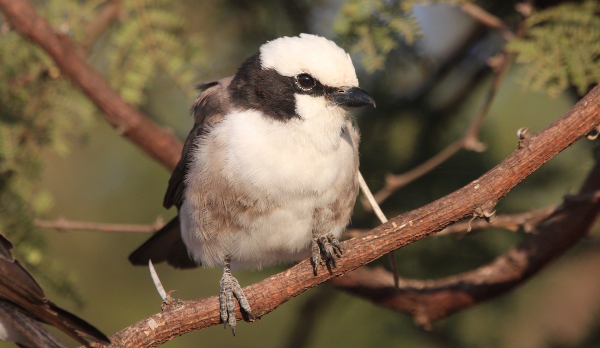 White-rumped Shrike - Alexander Lees