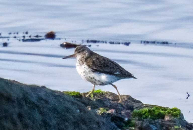 Spotted Sandpiper - ML639821612