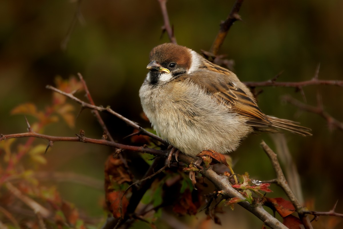 Eurasian Tree Sparrow - ML639821616