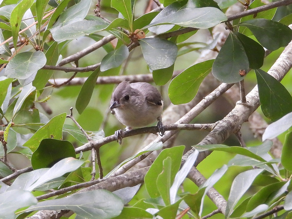 Tufted Titmouse - ML639821620