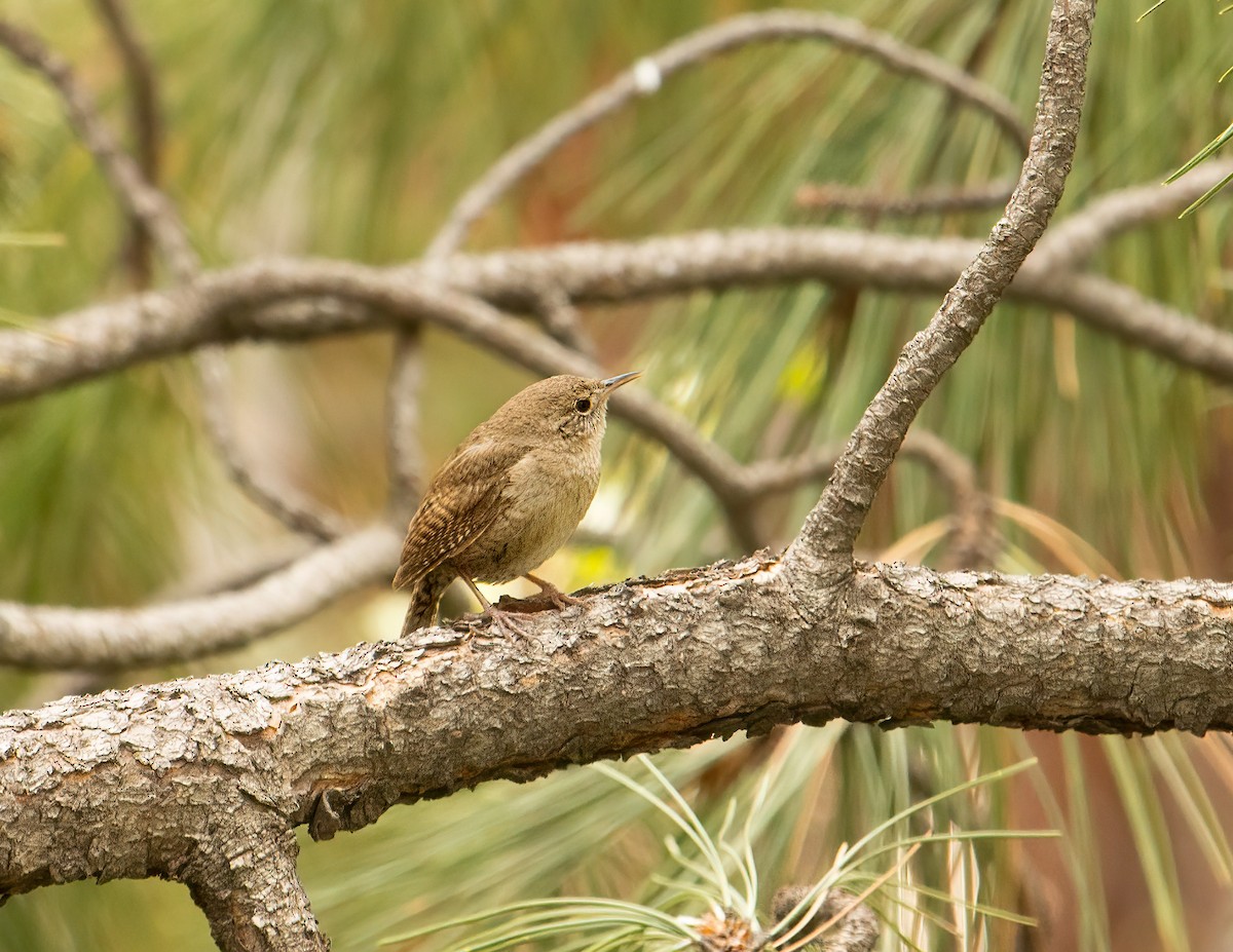 Northern House Wren - ML639821666