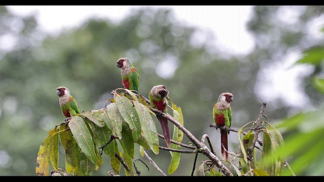 Gray-breasted Parakeet - ML639821676