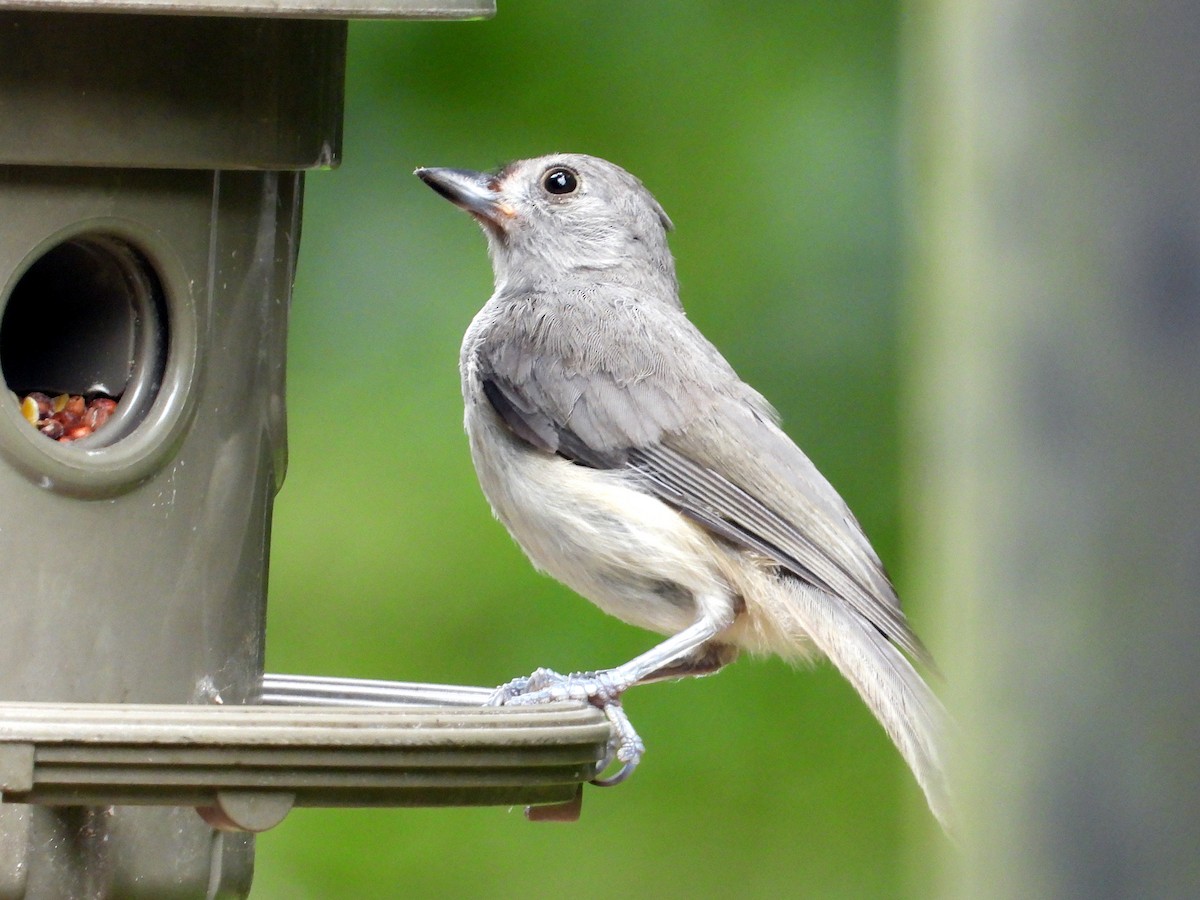 Tufted Titmouse - ML639821748