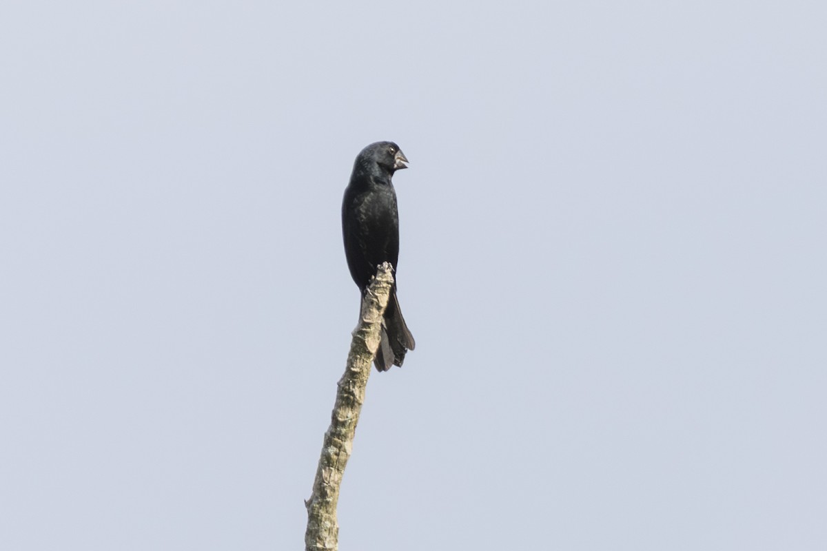 Black-billed Seed-Finch - ML639821802