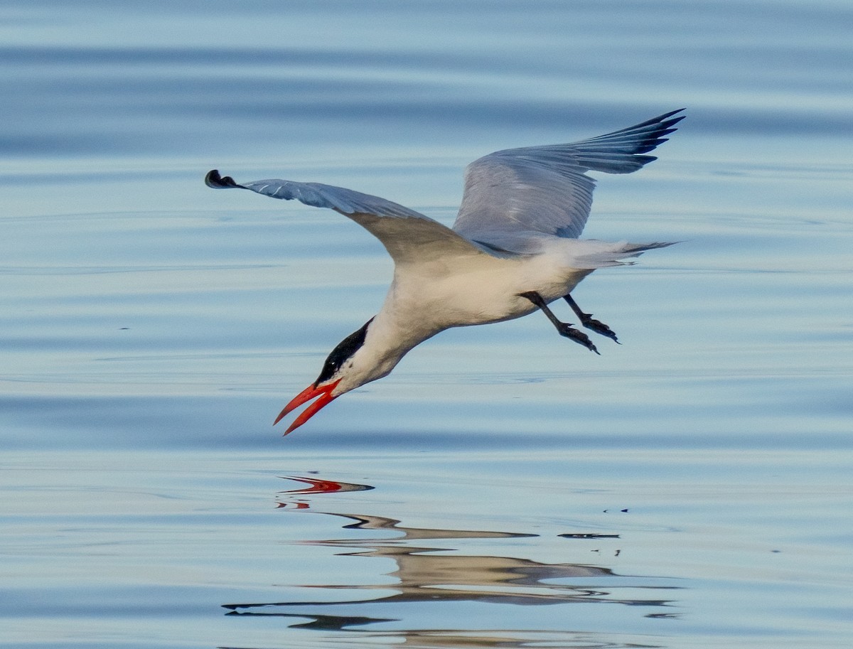 Caspian Tern - ML639821881