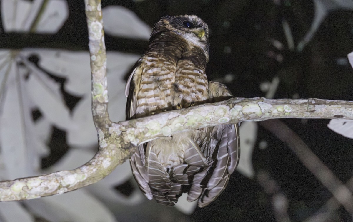 Band-bellied Owl - ML639821918