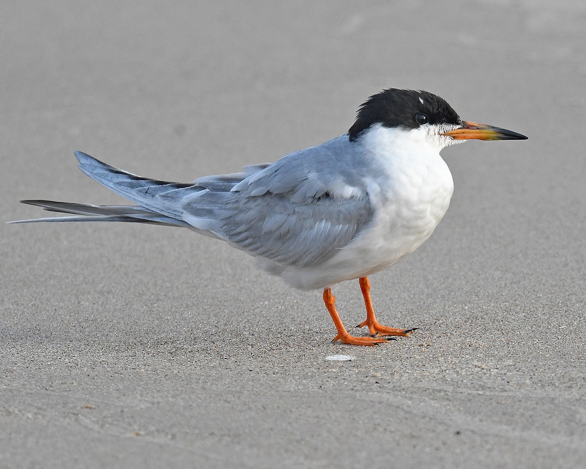 Forster's Tern - ML639821955