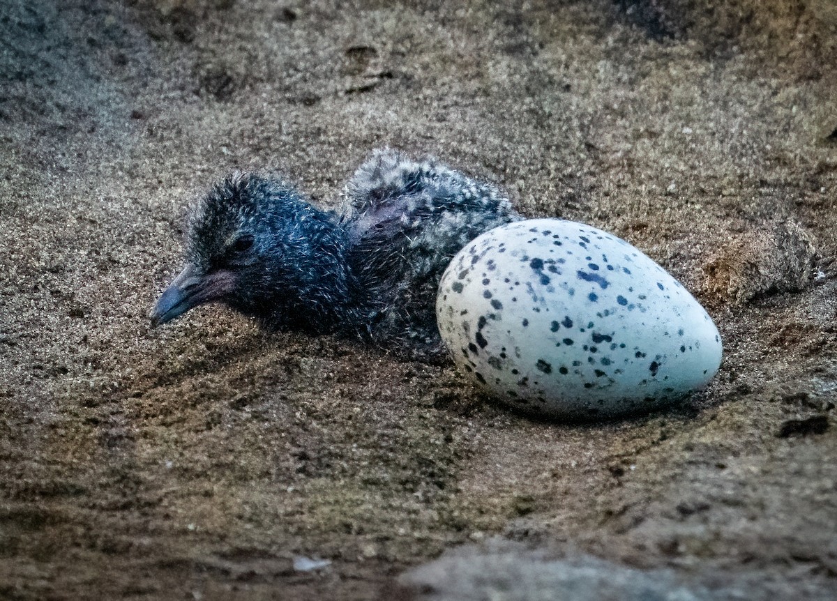 Black Oystercatcher - ML639821956