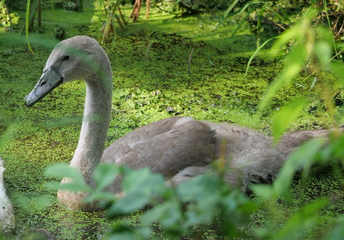 Mute Swan - ML639821988