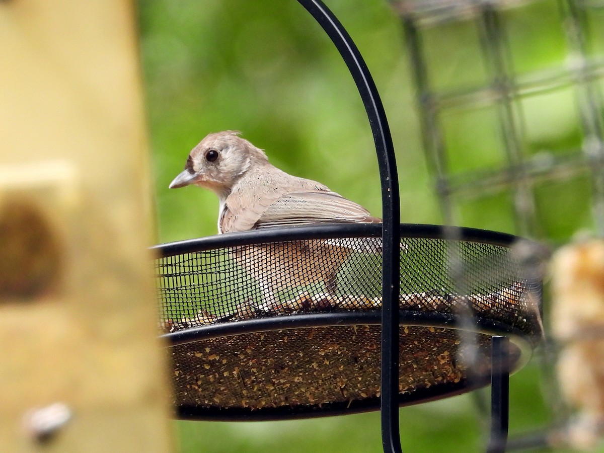 Tufted Titmouse - ML639822000