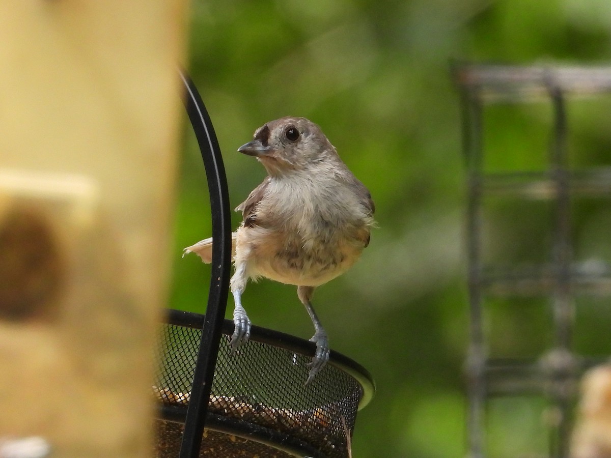 Tufted Titmouse - ML639822002