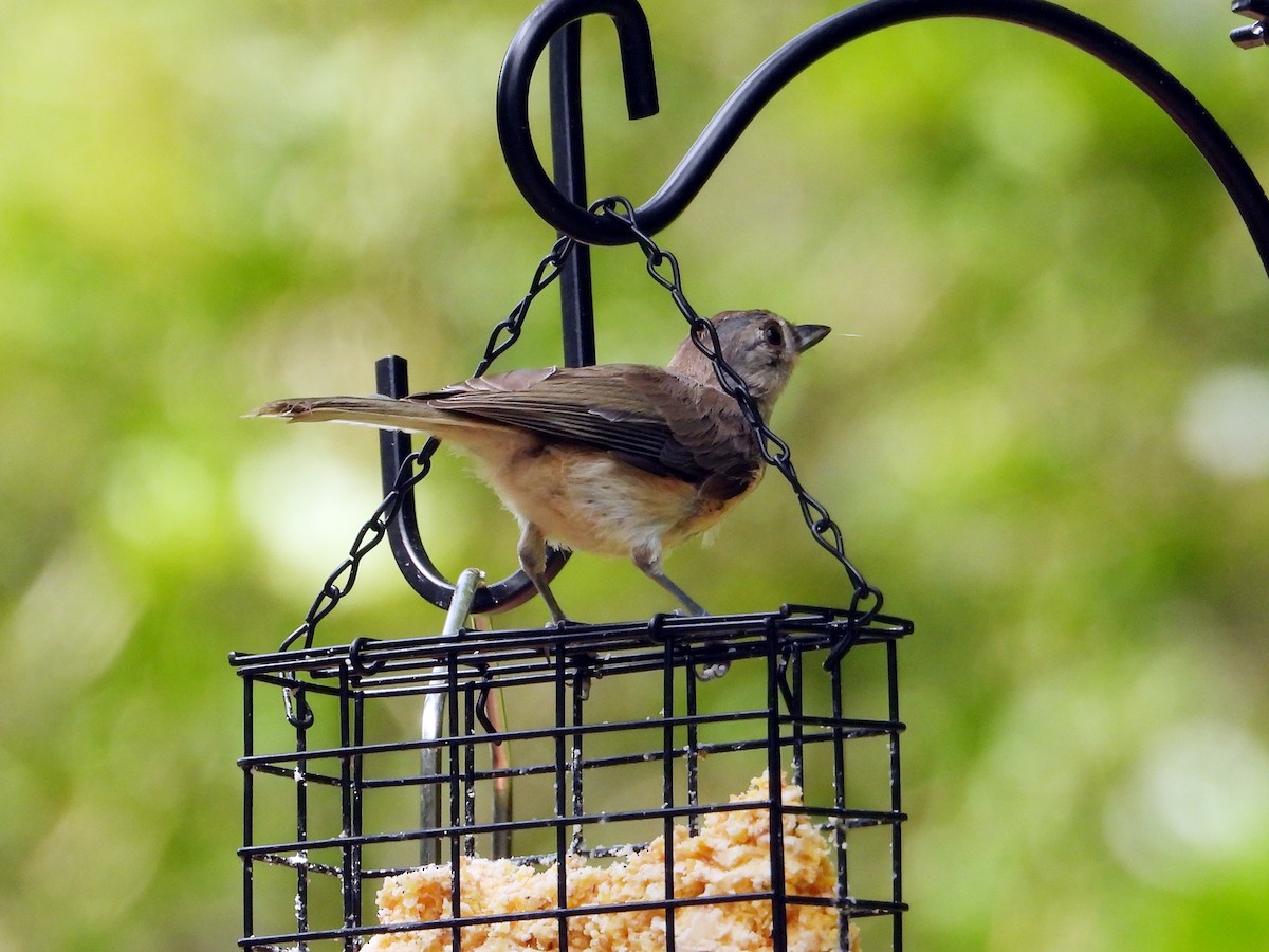 Tufted Titmouse - ML639822011