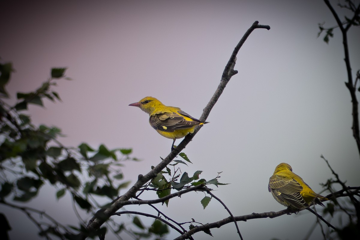 Eurasian Golden Oriole - ML639822125