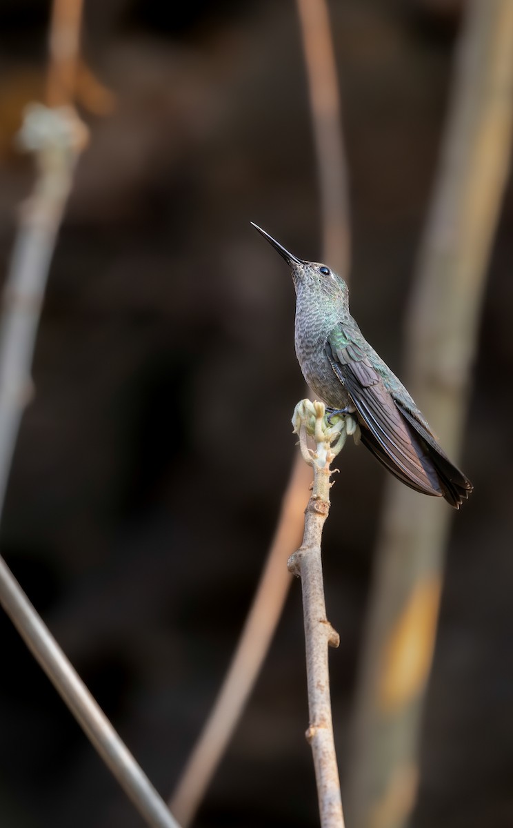 Sombre Hummingbird - ML639822207