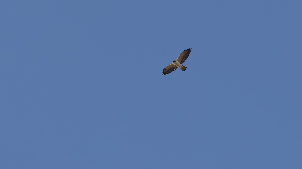 Short-tailed Hawk - ML639822210