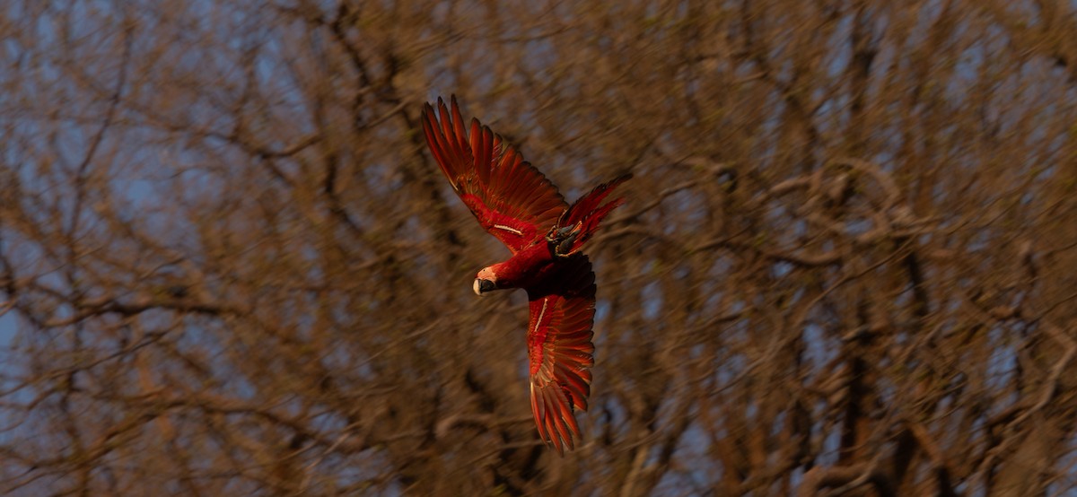 Red-and-green Macaw - ML639822216