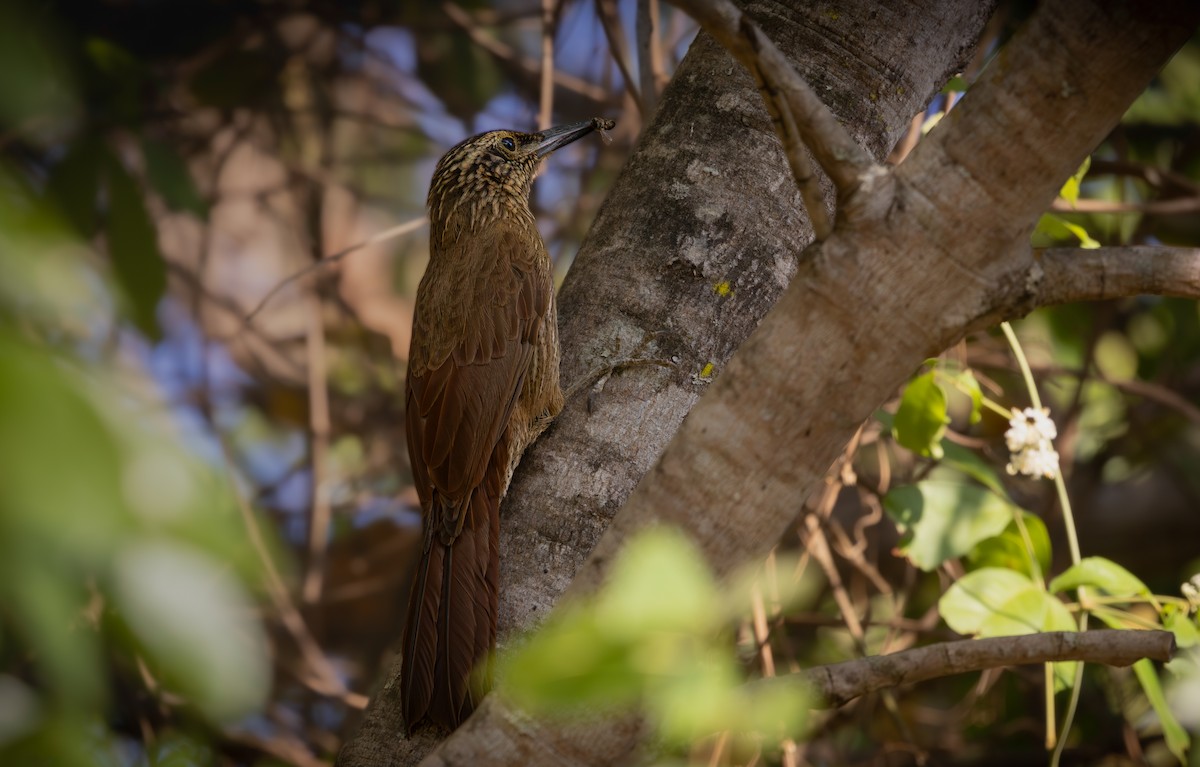 Planalto Woodcreeper - ML639822225