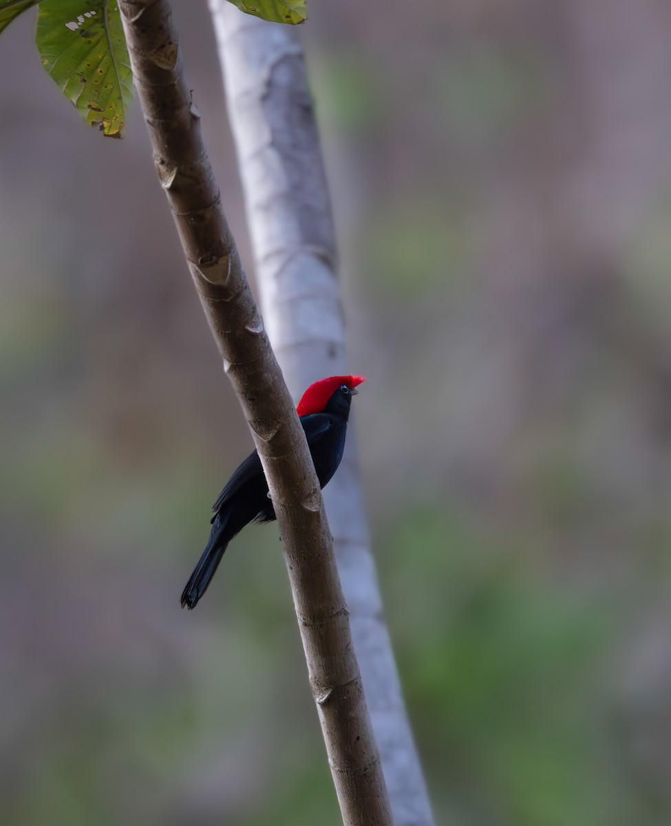 Helmeted Manakin - ML639822234