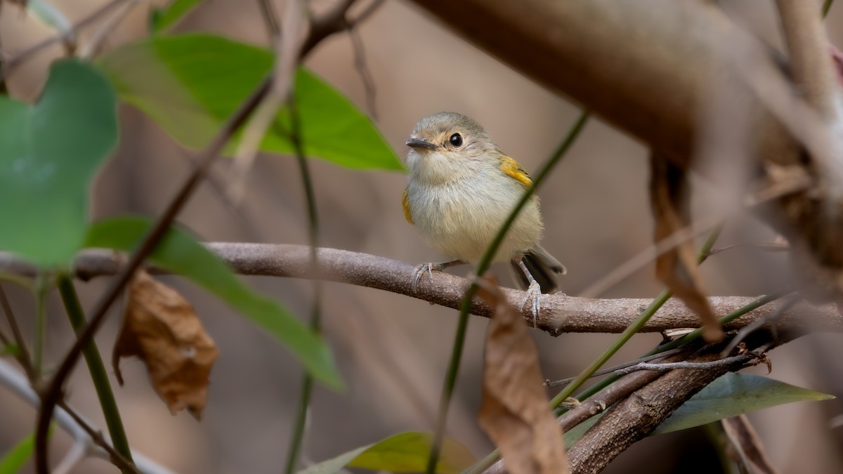 Rusty-fronted Tody-Flycatcher - ML639822240