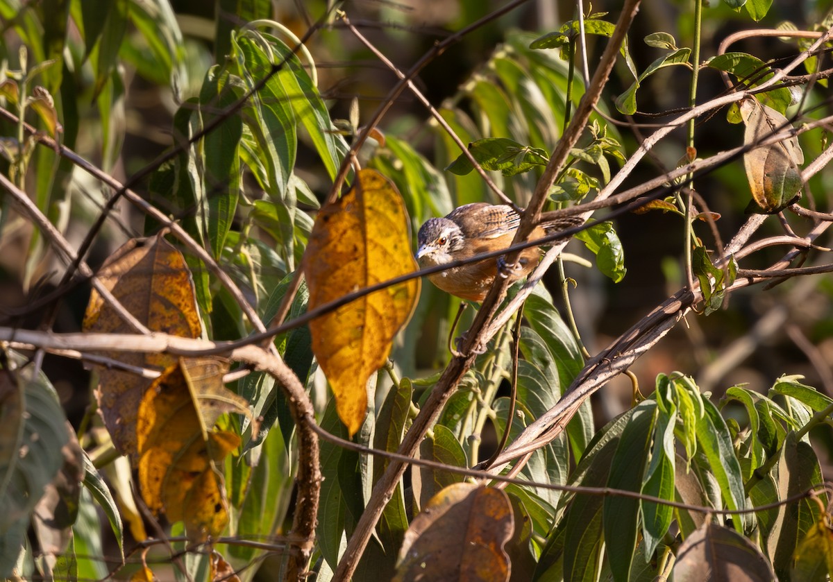 Buff-breasted Wren - ML639822246