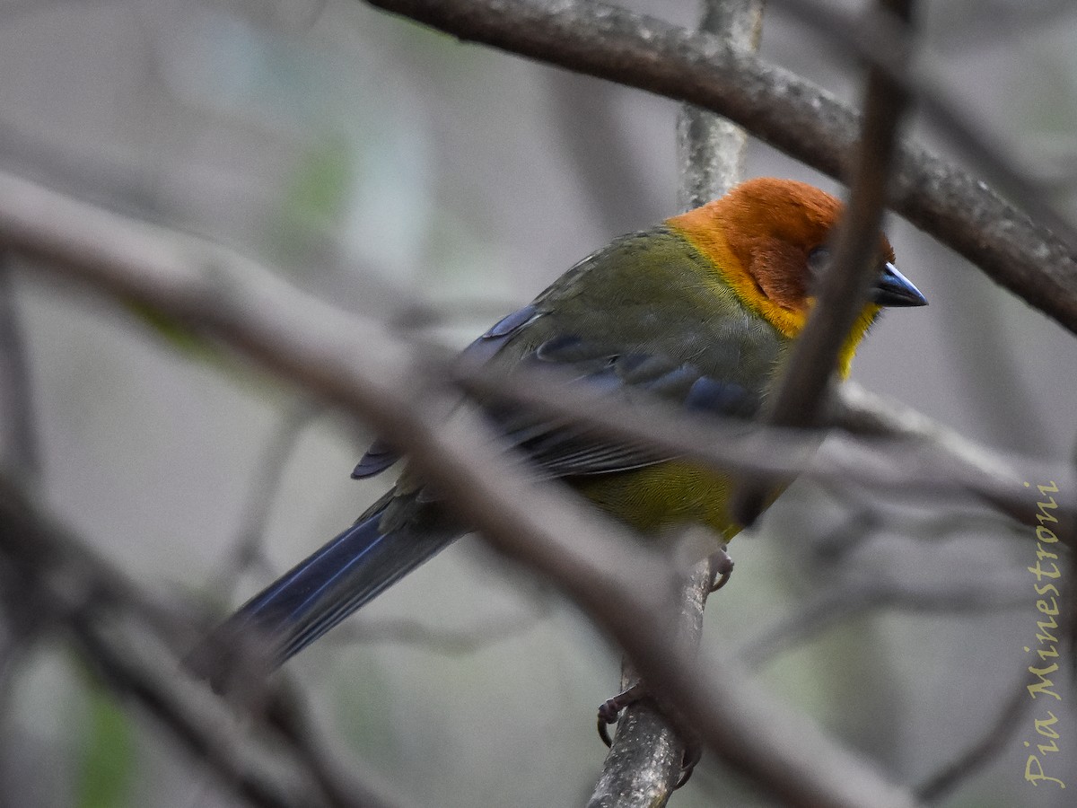 Fulvous-headed Brushfinch - ML639822358